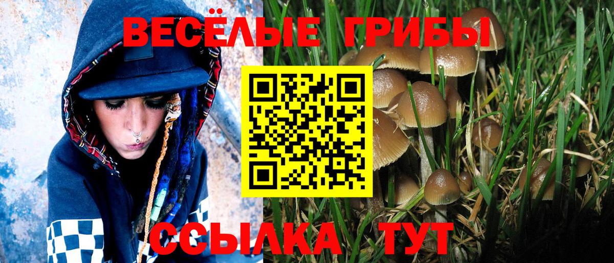 Псилоцибиновые грибы Cubensis  Вход с VPN  Верхняя Пышма 