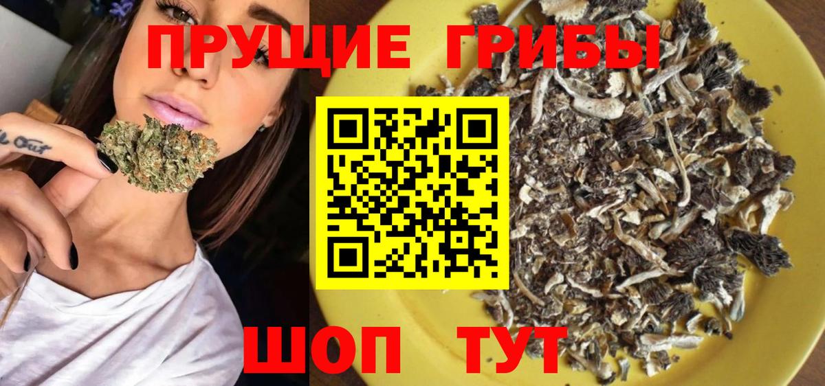 Псилоцибиновые грибы Psilocybine cubensis Верхняя Пышма
